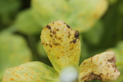 Melampsora helioscopiae