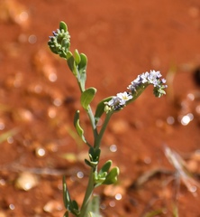 Heliotropium curassavicum