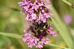 Volucella bombylans
