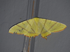 Ourapteryx primularis