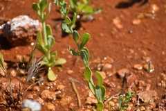 Heliotropium curassavicum