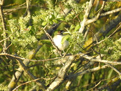 Acrocephalus schoenobaenus