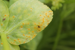 Melampsora helioscopiae