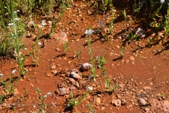 Heliotropium curassavicum