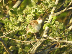 Acrocephalus schoenobaenus