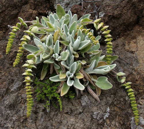 Sideritis gomeraea subsp. gomeraea image