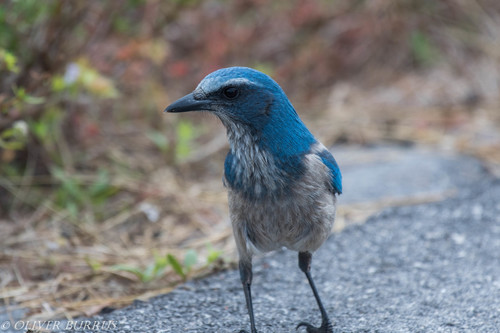 Corvidae image