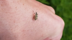 Phyllobius pomaceus