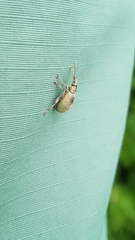 Phyllobius pomaceus