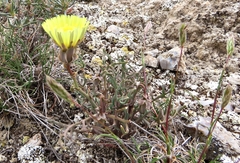 Launaea fragilis