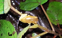 Dendropsophus carnifex