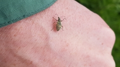 Phyllobius pomaceus
