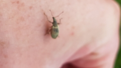 Phyllobius pomaceus