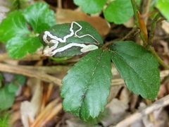 Stigmella villosella
