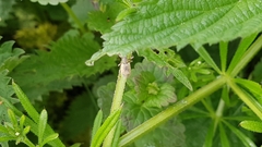 Phyllobius pomaceus