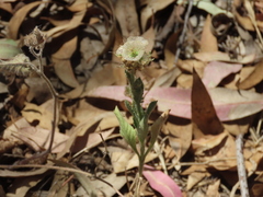 Lomelosia simplex dentata