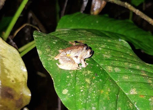 Pristimantis luteolateralis