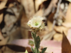 Lomelosia simplex dentata