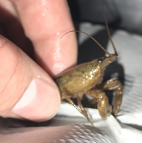 Cambarus acuminatus