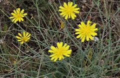 Launaea pumila
