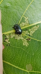 Phratora