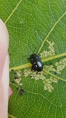 Phratora