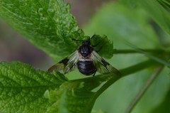 Abia fasciata