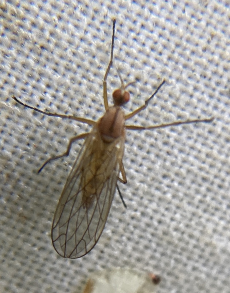 Empis scutellata