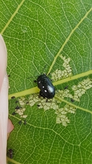 Phratora