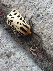 Apantesis arizoniensis