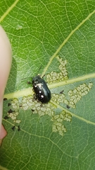 Phratora