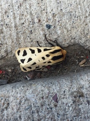 Apantesis arizoniensis