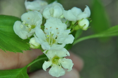 Crataegus chrysocarpa phoeniceoides