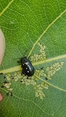 Phratora