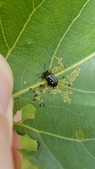 Phratora