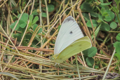 Pieris rapae
