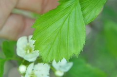 Crataegus chrysocarpa phoeniceoides