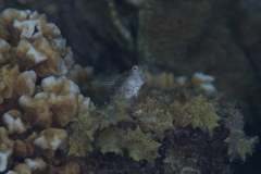 Salarias alboguttatus