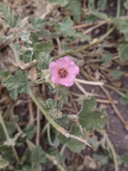 Sphaeralcea mendocina