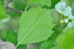 Crataegus chrysocarpa phoeniceoides