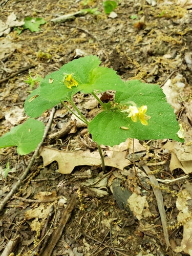 Viola pubescens, photograph 4