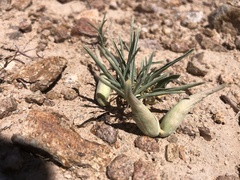 Asclepias involucrata