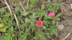 Portulaca amilis
