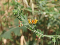 Lotus angustissimus