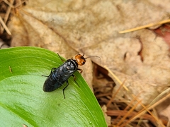 Acantholyda erythrocephala