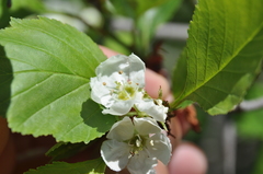 Crataegus chrysocarpa phoeniceoides