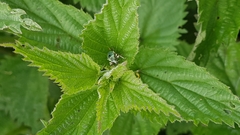 Phyllobius pomaceus