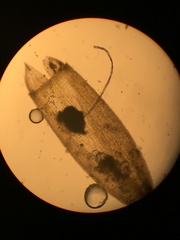 Orthotrichum consimile