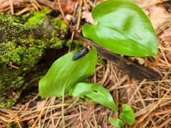 Acantholyda erythrocephala