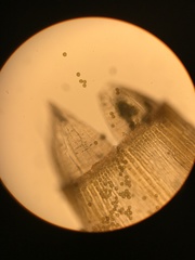 Orthotrichum consimile